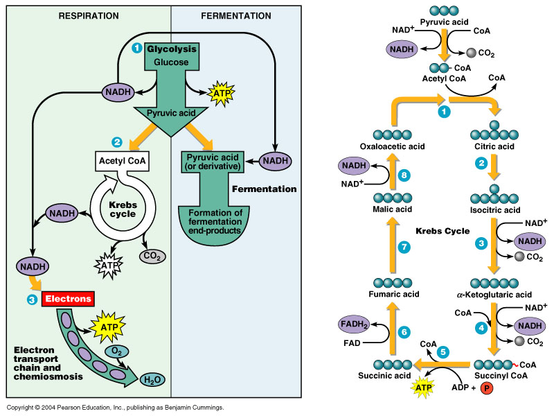 Diagram Of Glycolysis Krebs Cycle And Electron Transport - Aflam-Neeeak